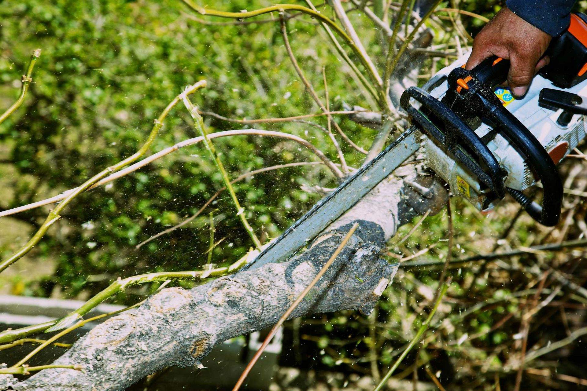 Tree service in Surgoinsville, TN