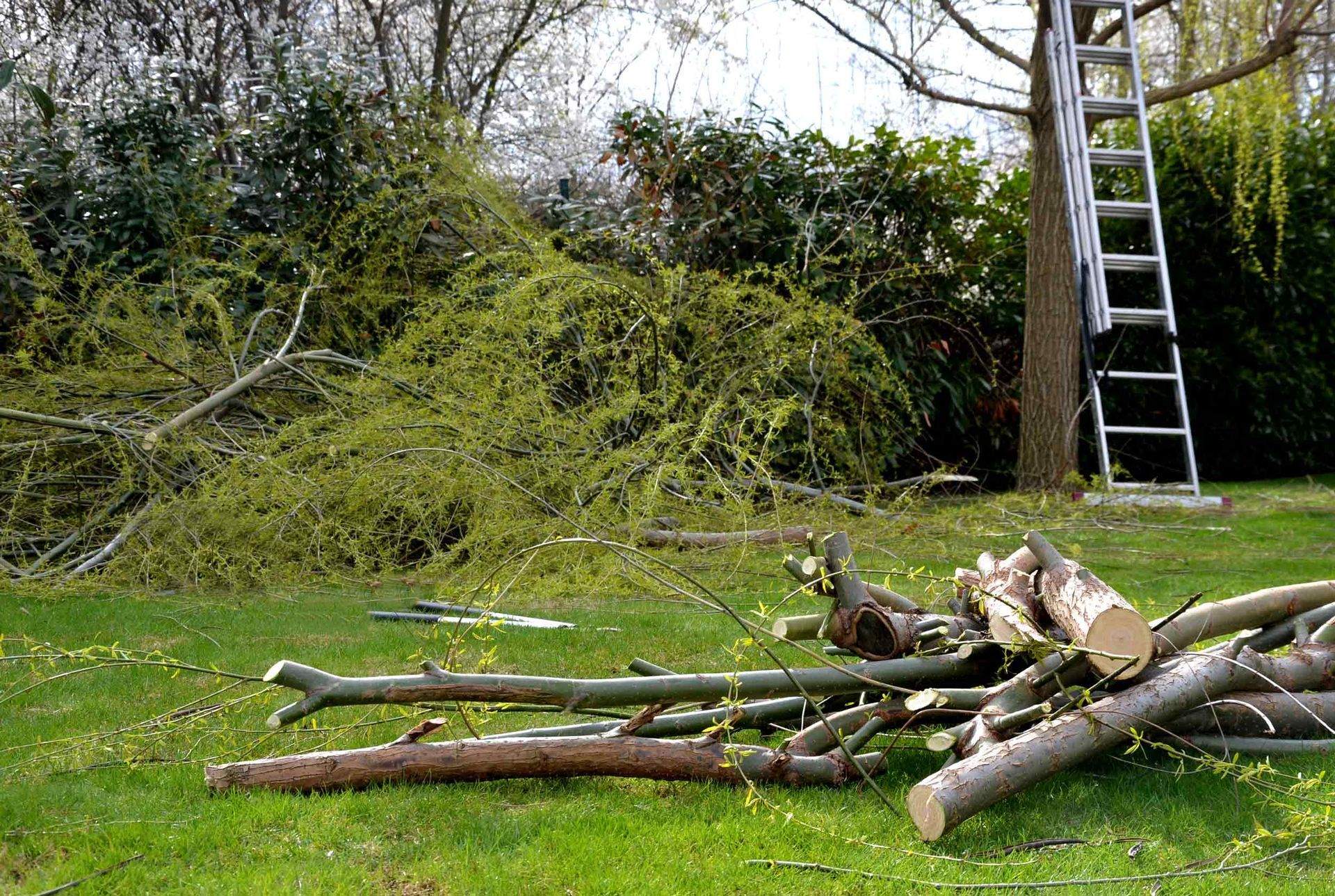 Felled tree and cut limbs cleared across a back garden — Church Hill, TN — Barrett’s Tree Experts