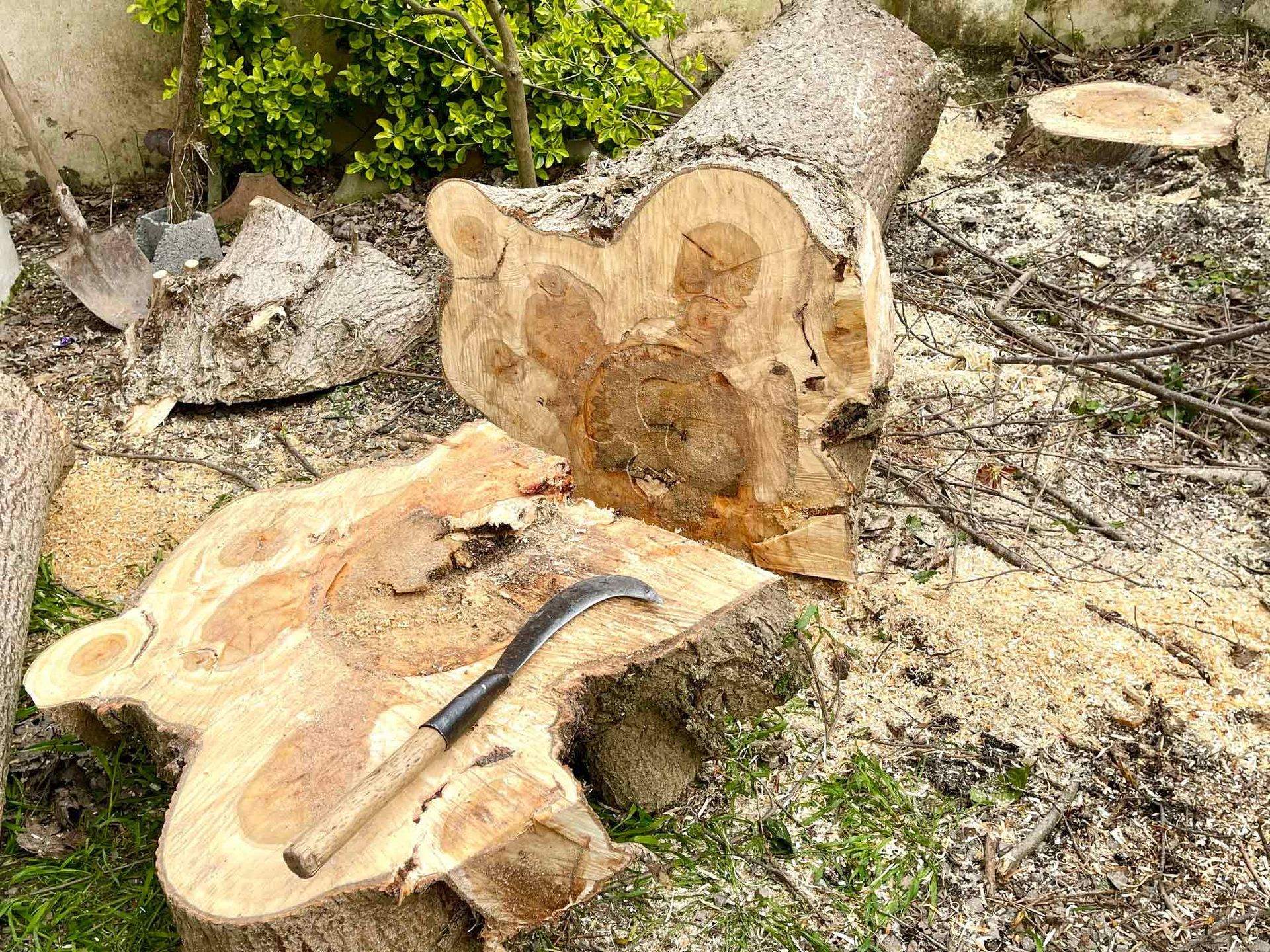 Tree service in Kingsport, TN