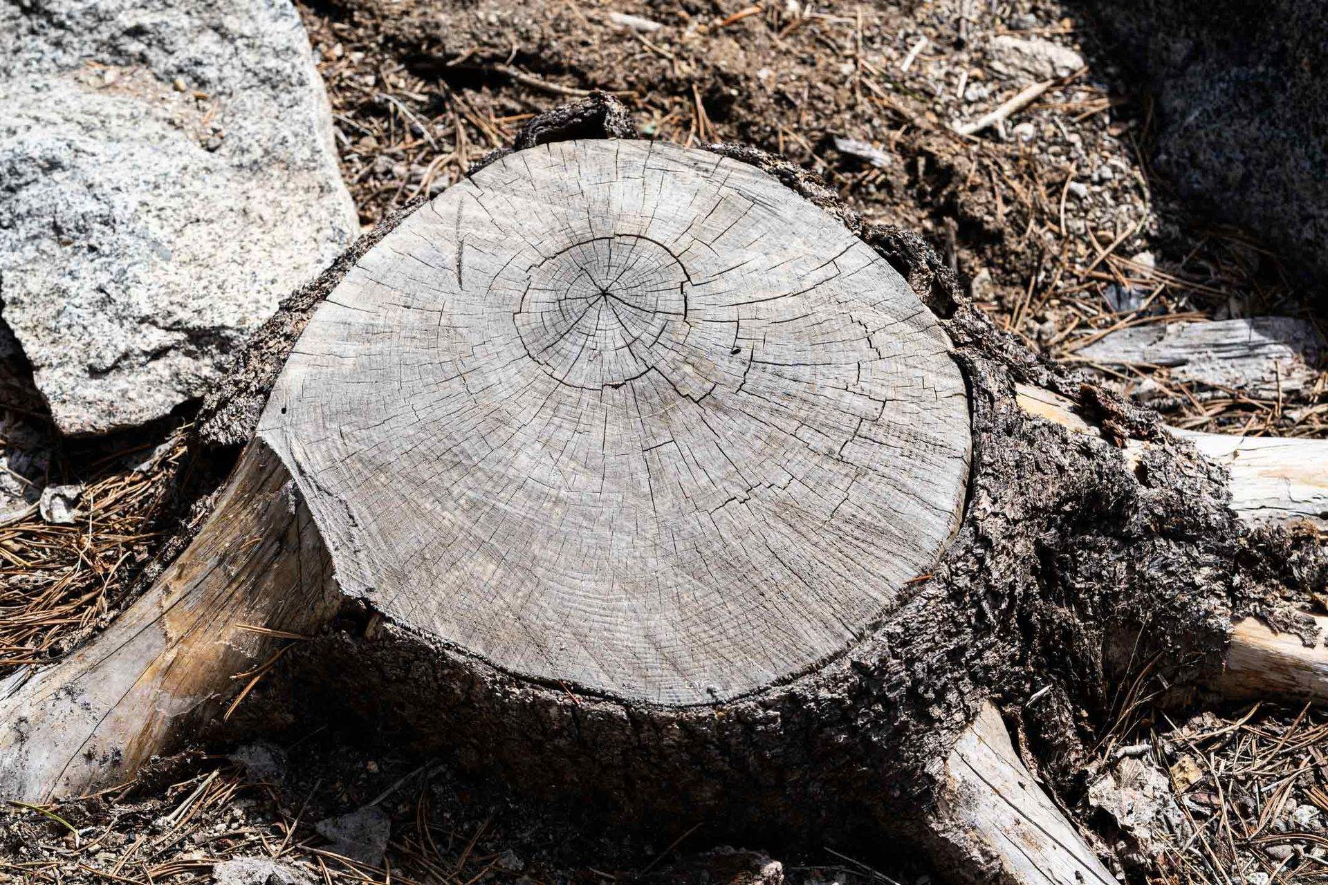 Weathered tree stump left in the ground awaiting removal &mdash; Church Hill, TN &mdash; Barrett’s Tree Experts