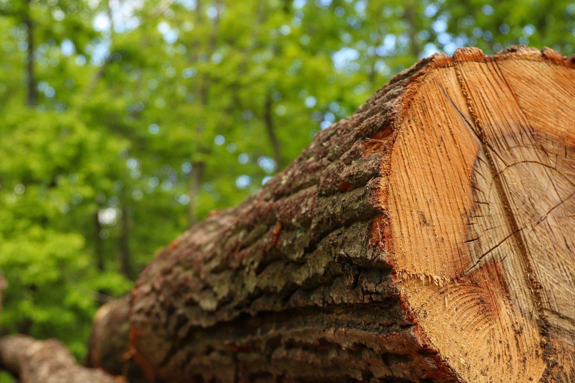 Tree work in Johnson City, TN — Barrett’s Tree Experts