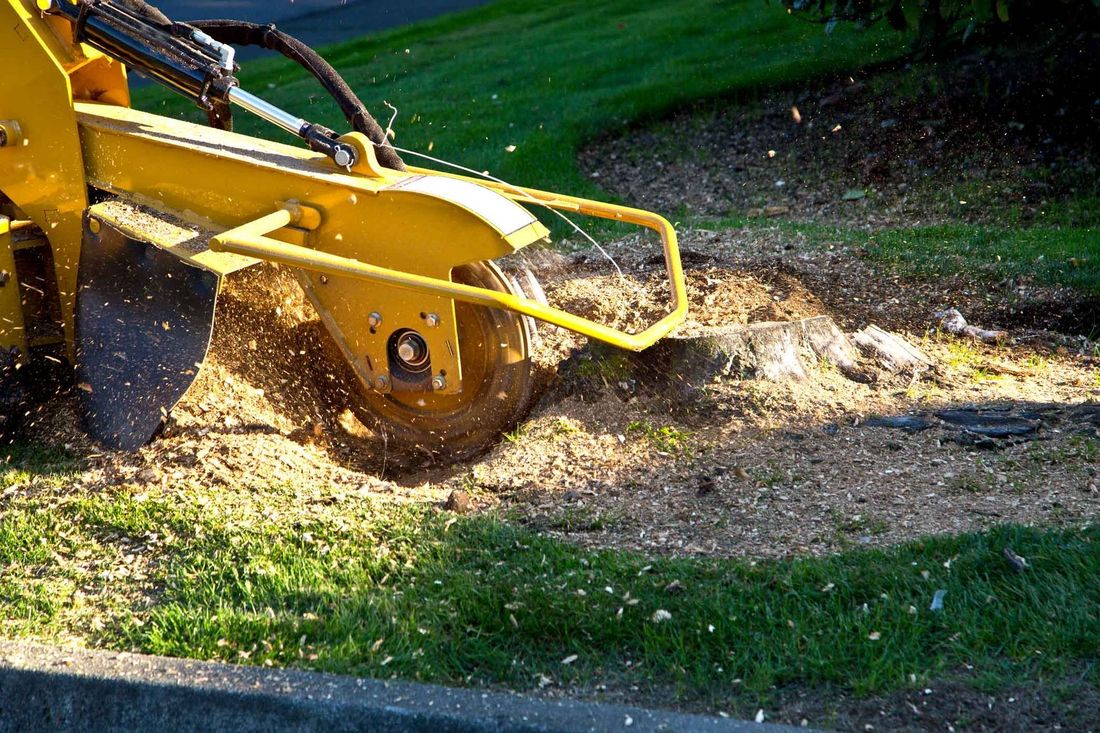 Stump grinder cutting a stump down level with the lawn &mdash; Church Hill, TN &mdash; Barrett’s Tree Experts