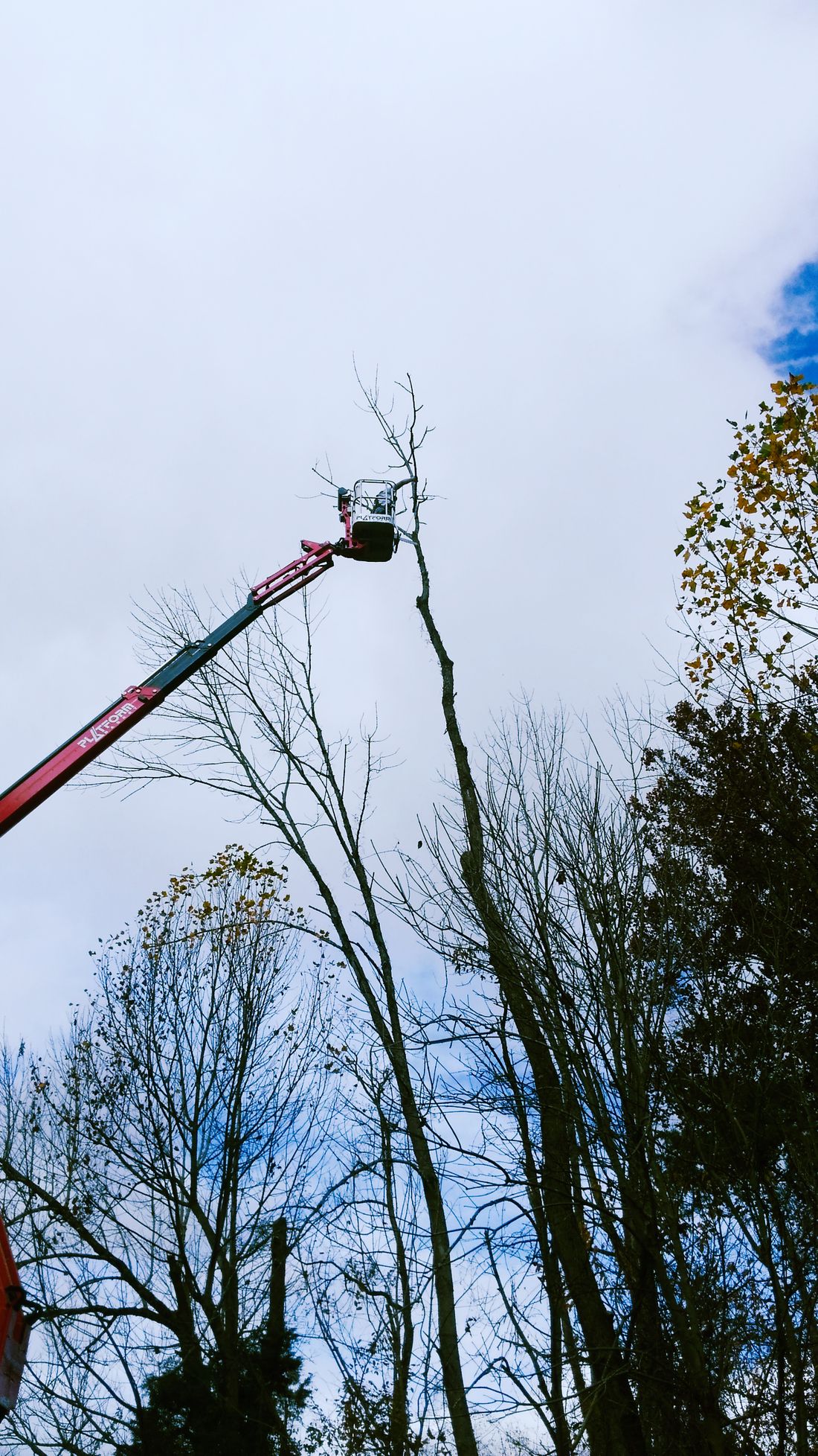 Lift reaching the top of a tall tree for trimming work &mdash; Church Hill, TN &mdash; Barrett’s Tree Experts
